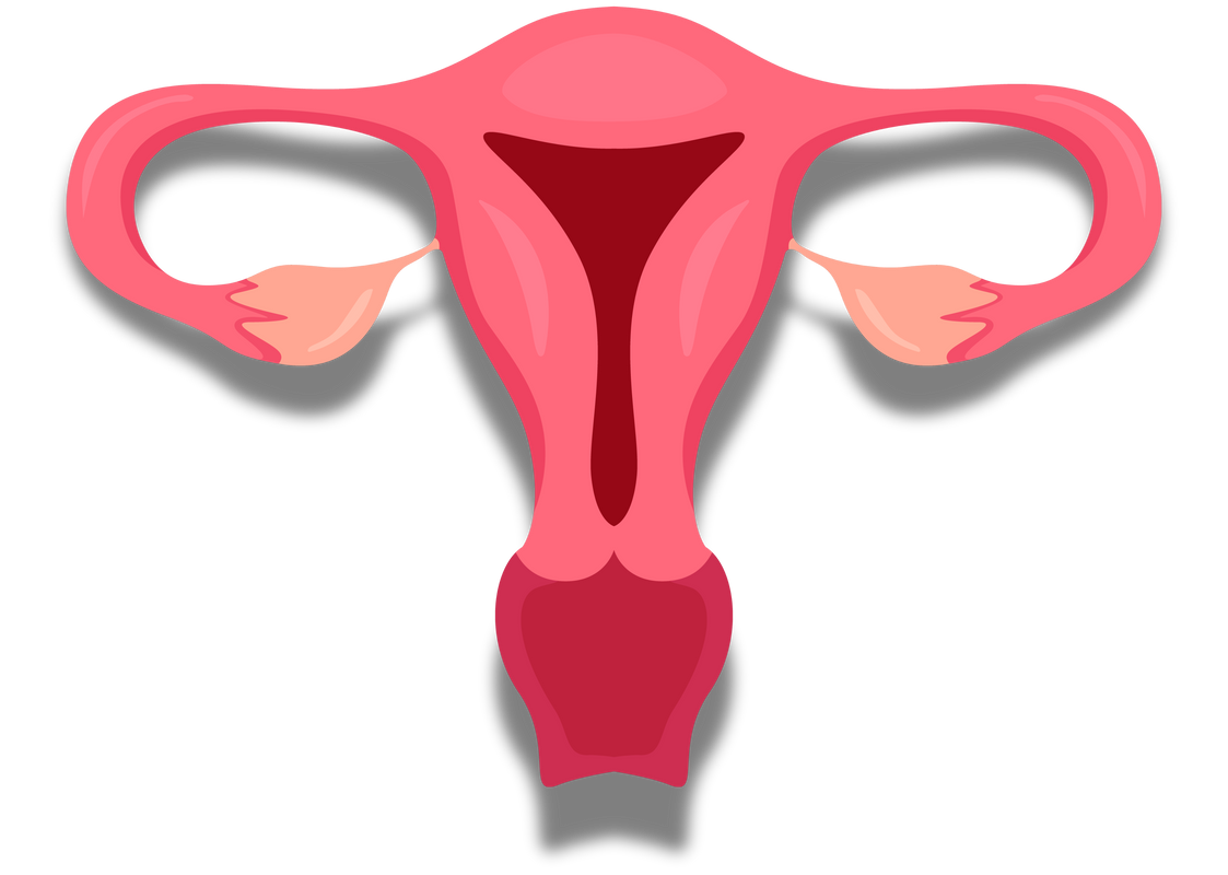 Uterus and Ovaries . Internal organs of human .