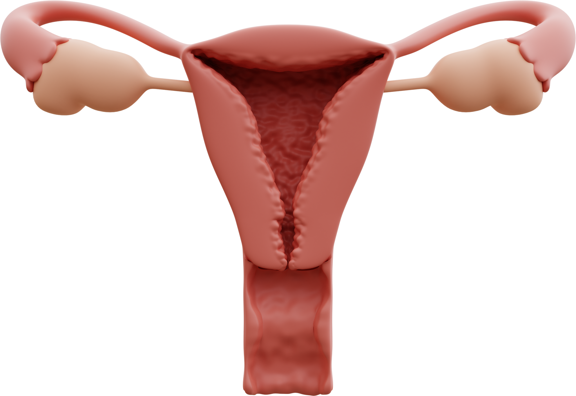 uterus 3d illustration