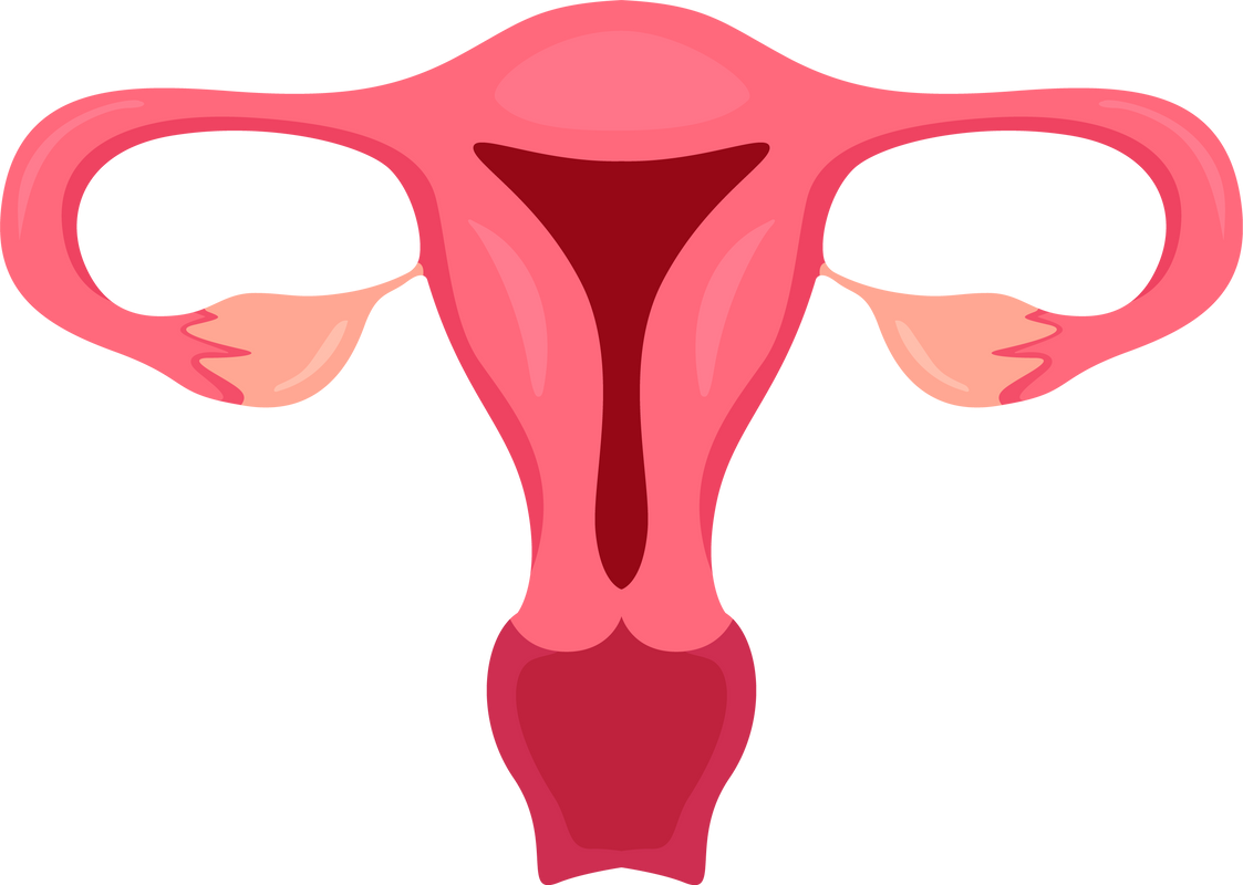 Uterus and Ovaries . Internal organs of human .