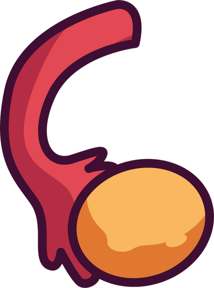 Female Ovary Illustration